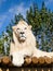 White Lion Posing on Sunny Wooden Platform