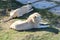 White lion rests next to a white lioness