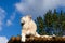 White Lion on Wooden Platform Looking Up