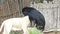 White lioness and black Himalayan bear in zoo in one cage