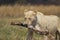 White Lioness Carrying a Bone