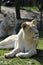 White lioness lying in grass