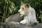 White lioness lying on rock