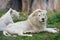 White Lions