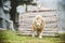 White lions in captivity