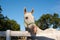 White Lipizzan Horse