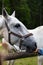 White Lipizzan Horse fed by young girl, unrecognizable