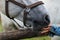 White Lipizzan Horse fed by young girl, unrecognizable