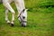 White Lipizzan Horse Grazing in Stable