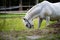 White Lipizzan Horse Grazing in Stable
