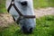 White Lipizzan Horse Grazing in Stable, close up