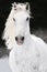 White Lipizzan horse runs gallop in winter