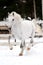 White Lipizzan horse runs gallop in winter