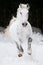 White Lipizzan horse runs gallop in winter