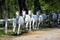 White Lipizzan Horses