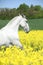 White lipizzaner in colza field