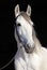 White Lipizzaner horse with bridle