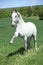 White lipizzaner showing itself