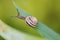 White Lipped Banded Snail on the edge of a green leaf in a garden with blurred background