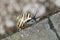 White Lipped Banded Snail on the edge of a wall in a garden