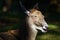 White-lipped deer