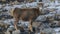 White-Lipped Deer Przewalskium albirostris or Thorold Deer in a mountainous Tibetan Area, China