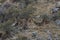 White-Lipped Deers Przewalskium albirostris or Thorold Deer in a mountainous Tibetan Area, China