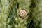 White Lipped Garden Land Snail on Wheat in England, UK