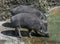 White-lipped peccary 10