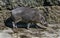 White-lipped peccary 9