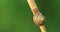 White-lipped Snail, Cepaea hortensis, on a leaf stem 4K