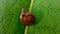 The white-lipped snail Cepaea hortensis Variable is coming out of its shell