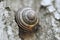 White-lipped snail or garden banded snail Cepaea hortensis