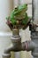 White-lipped Tree Frog on faucet