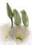 White lisianthus buds