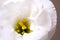 White Lisianthus flower close up