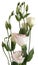 White lisianthus flowers