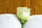 white lisianthus and a notebook