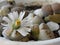 White lithops flower close up