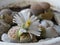 White lithops flower close up