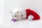 White little dog Pomeranian puppy is lying in a Santa Claus hat, put his paw and sniffs a small, Packed gift. Christmas and New