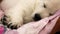 White little dog sleeping