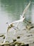 White little Egret