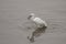 White little egret eating a fish