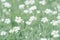 White little flowers cerastium. Delicate nature background. Selective soft focus