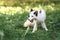 White little fox runs on the green grass in summer eating apples on the ground