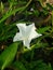 White little morning glory flower