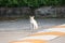 White and little orange stripe color of stray cat sitting on the road. cat is a small domesticated carnivorous mammal with soft fu