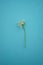 White little pollen flower on blue table, floral card