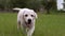 White little puppy of Labrador. Portrait.